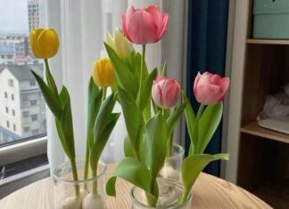 The 4 Plant and Flower Varieties You Should Avoid Growing Indoors: Deterring Bad Luck and Negative Forces