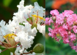 Is It a Good Idea to Plant a Creeping Thistle in Front of the House? Why Do the Ancients Like to Plant This Type of Flower?
