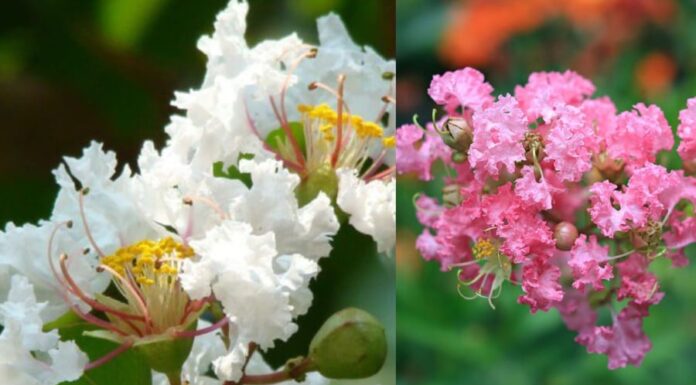 Is It a Good Idea to Plant a Creeping Thistle in Front of the House? Why Do the Ancients Like to Plant This Type of Flower?