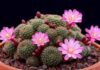 The Mystical Language of Cactus Flowers: Unveiling Nature’s Secrets.