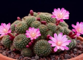 The Mystical Language of Cactus Flowers: Unveiling Nature’s Secrets.