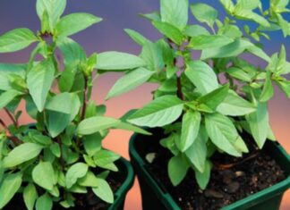 The Ultimate Guide to Growing Your Wealth: Unlocking the Secrets of this Magical Herb.