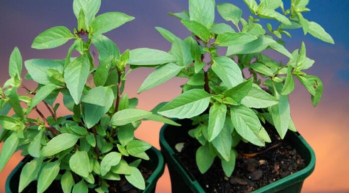 The Ultimate Guide to Growing Your Wealth: Unlocking the Secrets of this Magical Herb.