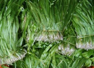 Unveiling the Secrets of Ca Mau’s Water Garlic and Its Fascinating Delights