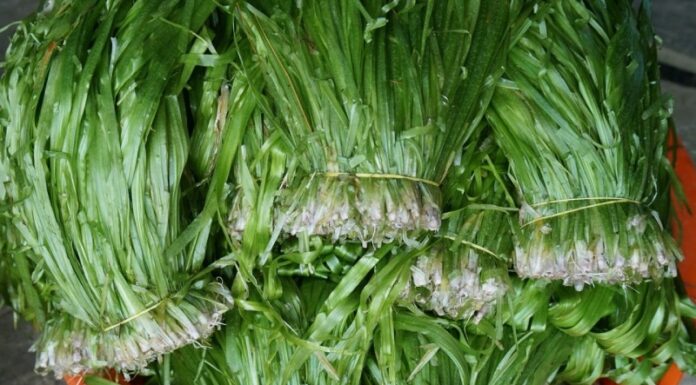 Unveiling the Secrets of Ca Mau’s Water Garlic and Its Fascinating Delights