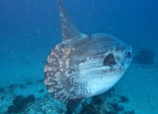 What is a Moonfish? Are Moonfish Edible?