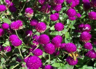 The Power of Marigolds: Unlocking Their Beauty, Meaning and Care