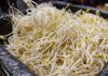 The Ultimate Guide to Buying Bean Sprouts: Length Doesn’t Matter, Here’s the Real Deal