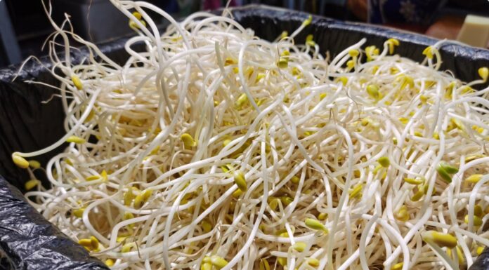 The Ultimate Guide to Buying Bean Sprouts: Length Doesn’t Matter, Here’s the Real Deal