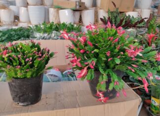 The Magic of Little Quynh Flowers (Lan Càng Cua): Unveiling Their Unique Charm, Easy Cultivation, and Care