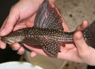 What is the Windowpane Fish? Delicious Dishes From Windowpane Fish.