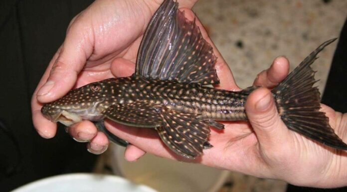 What is the Windowpane Fish? Delicious Dishes From Windowpane Fish.