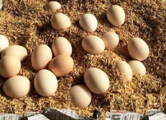 The Ultimate Guide to Egg Storage: Keep Your Eggs Fresh All Year Round