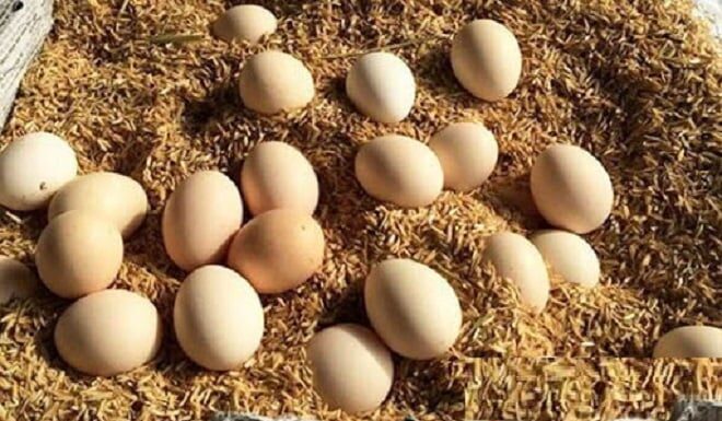 The Ultimate Guide to Egg Storage: Keep Your Eggs Fresh All Year Round