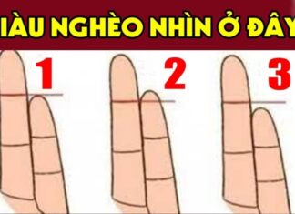 The Length of Your Pinky Finger: Predicting Your Wealth and Destiny