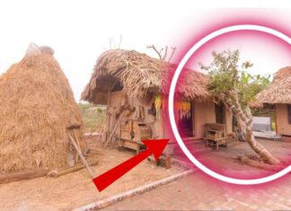 The 5 Indoor Plants That Bring Year-Long Misfortune: Unveiling the Unlucky Five.