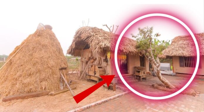 The 5 Indoor Plants That Bring Year-Long Misfortune: Unveiling the Unlucky Five.