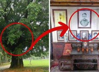 The 3 Trees and 3 Objects to Avoid for a Prosperous Home