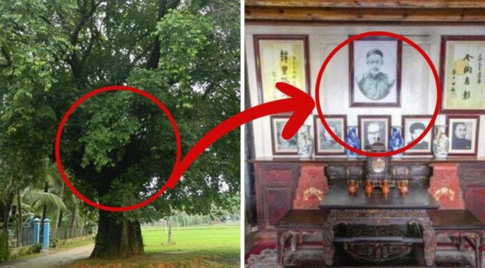 The 3 Trees and 3 Objects to Avoid for a Prosperous Home