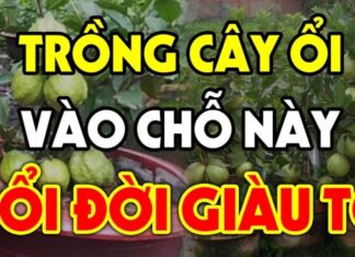 Is It Good or Bad Luck to Plant Guava Trees in Front of Your House?