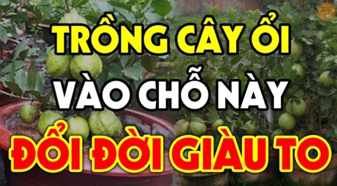 Is It Good or Bad Luck to Plant Guava Trees in Front of Your House?