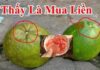 The Secret to Choosing the Sweetest Pomelo: Thin Skin, Juicy Flesh