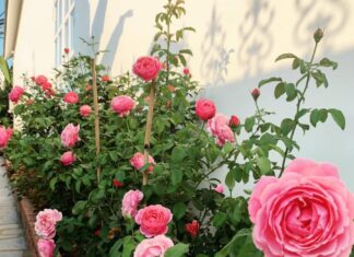 The 4 Vinegar-Loving Plants: A Splash Unlocks Blooming Flowers and Enchanting Scents