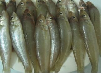 The Ultimate Guide to Delicious, Fresh and Tasty Mudfish: Say No to the Fishy Smell!