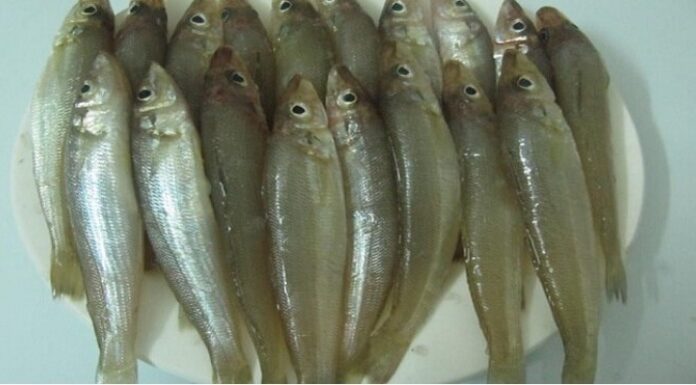 The Ultimate Guide to Delicious, Fresh and Tasty Mudfish: Say No to the Fishy Smell!