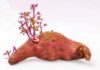 Can You Eat Sweet Potatoes That Have Sprouted? Are They Poisonous?
