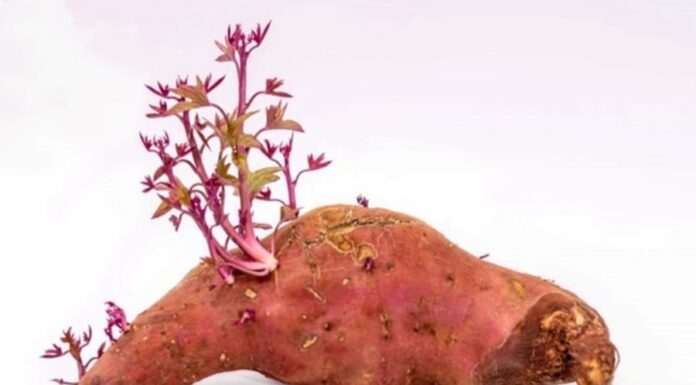 Can You Eat Sweet Potatoes That Have Sprouted? Are They Poisonous?