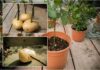 “Potato Peel Power: Nature’s Multivitamin for Your Garden.”