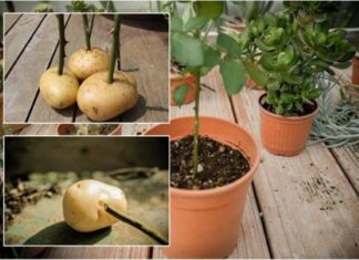 “Potato Peel Power: Nature’s Multivitamin for Your Garden.”