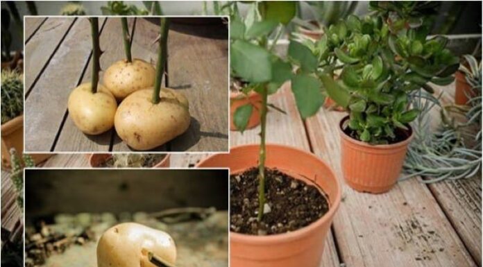 “Potato Peel Power: Nature’s Multivitamin for Your Garden.”