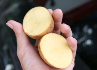 The Magic of Potato Power: Polishing Your Car Windows to Perfection