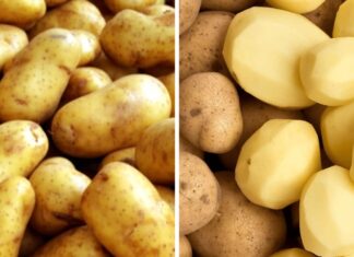 The Secret to Crispy French Fries: It’s All in the Crunch!