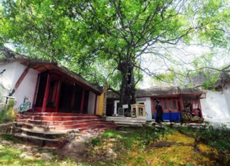 The Ancient Wisdom: Don’t Cut Down These Trees, Even for a Fortune, or Risk Family Ruin