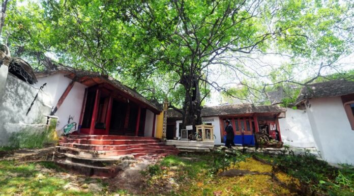 The Ancient Wisdom: Don’t Cut Down These Trees, Even for a Fortune, or Risk Family Ruin