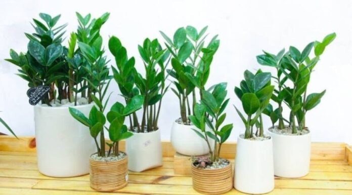 The Lucky Money Tree: Unlocking Abundant Wealth with the Power of Feng Shui