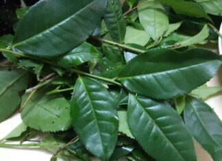 The Secret to Odorless, Flaky, and Flavorful Fish: A Tasty Treat