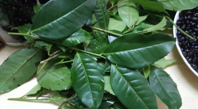 The Secret to Odorless, Flaky, and Flavorful Fish: A Tasty Treat