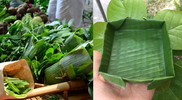 The Surprising Uses of Banana Leaves: Unveiling the Unknown Benefits