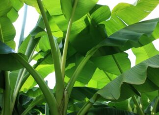 The Surprising Benefits of Banana Leaves: 5 Ways They Can Improve Your Health