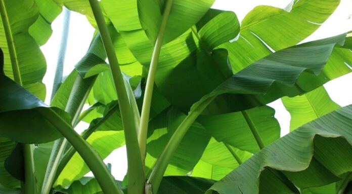 The Surprising Benefits of Banana Leaves: 5 Ways They Can Improve Your Health