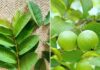 What Ailments Can Guava Leaves Cure?