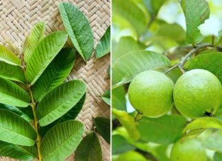 What Ailments Can Guava Leaves Cure?