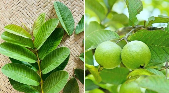 What Ailments Can Guava Leaves Cure?
