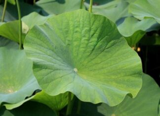 The Forgotten Leaf: From Waste to Wonder – A $9 USD/kg Superleaf