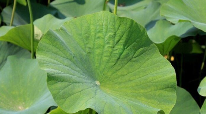 The Forgotten Leaf: From Waste to Wonder – A $9 USD/kg Superleaf