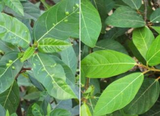 The Lucky Tree: A Natural Remedy for Optimal Health